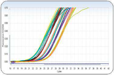 RT-PCR/qPCR技术服务（基因）