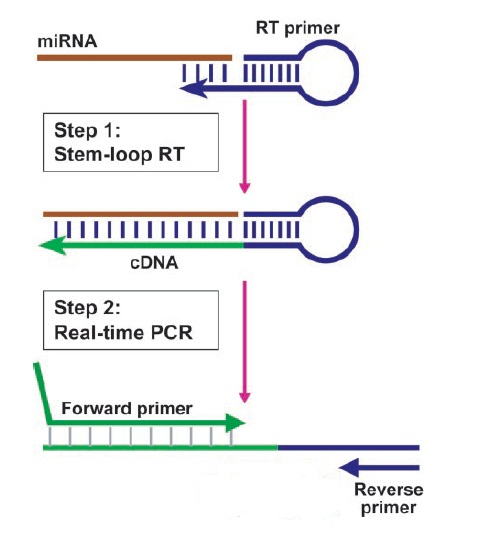 RT-PCR/qPCRmiRNA